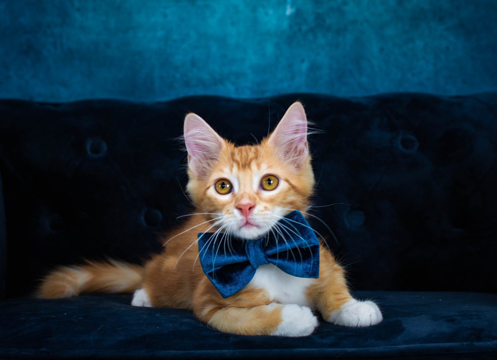 Mission for Paws