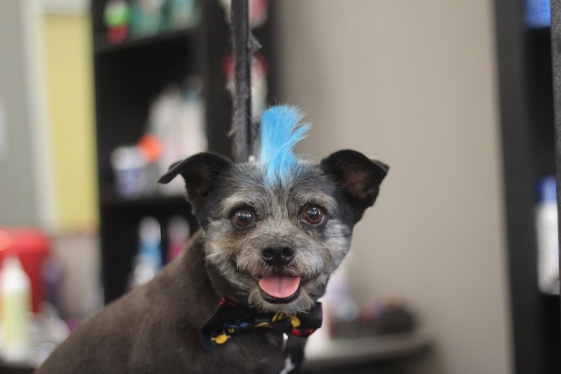 Mod Mutt Salon photo 2