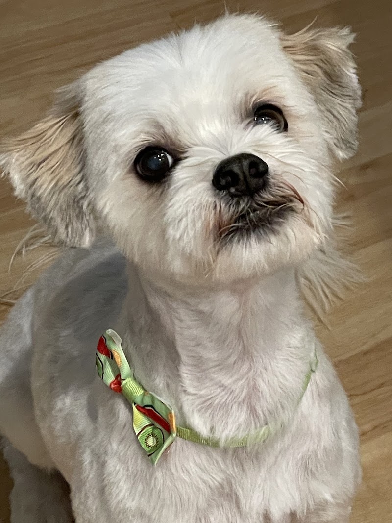 Mod Mutt Salon photo 3