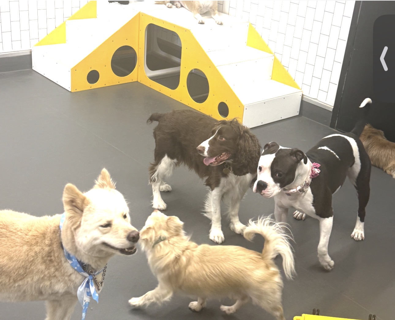 Molly's Dog Care Walter Reed