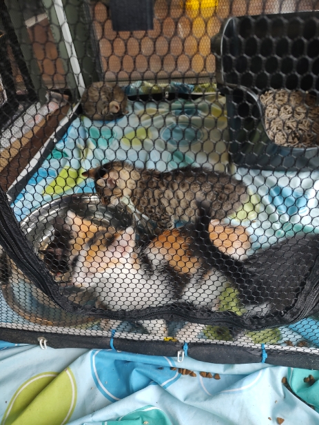 Montgomery County SPCA
