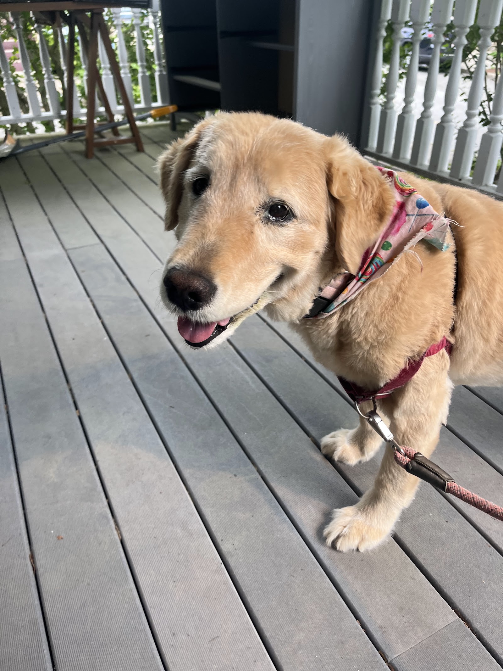MonumenTails Dog Walking and Pet Services