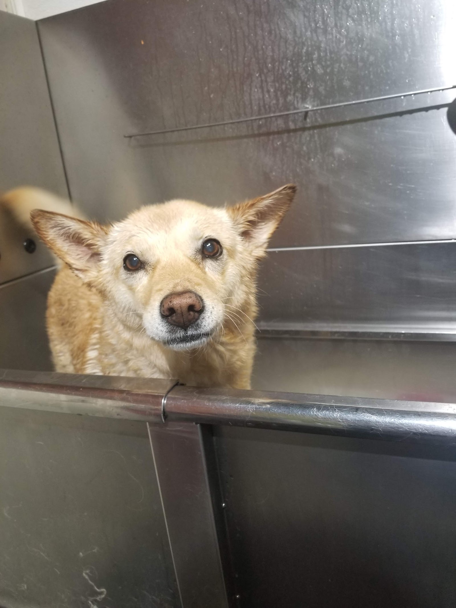 Moon Shine Grooming & Pet Wash