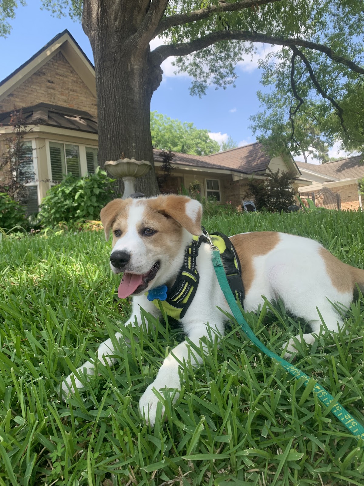 Moonwalks Dog Walking & Pet Sitting