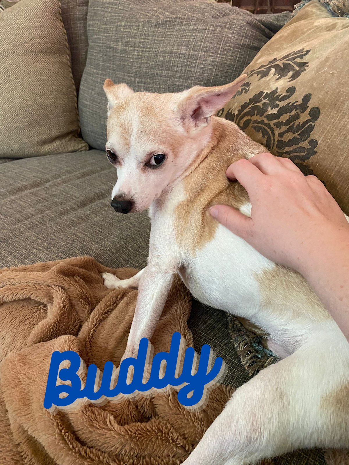 Moonwalks Dog Walking & Pet Sitting photo 2