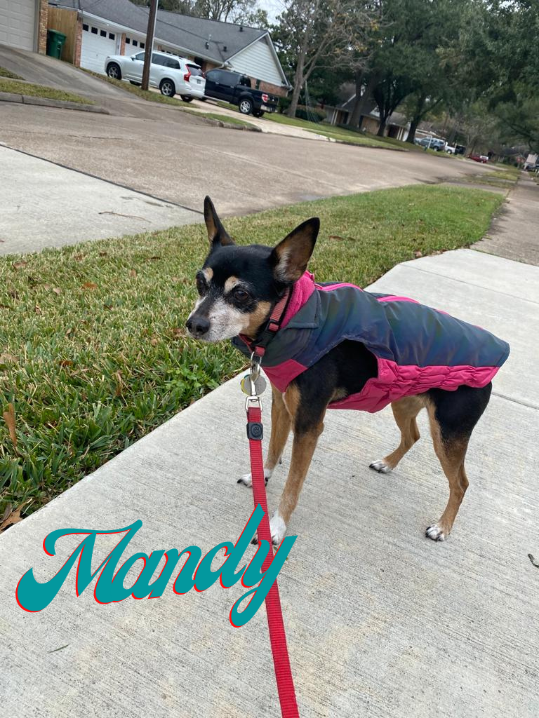 Moonwalks Dog Walking & Pet Sitting photo 3