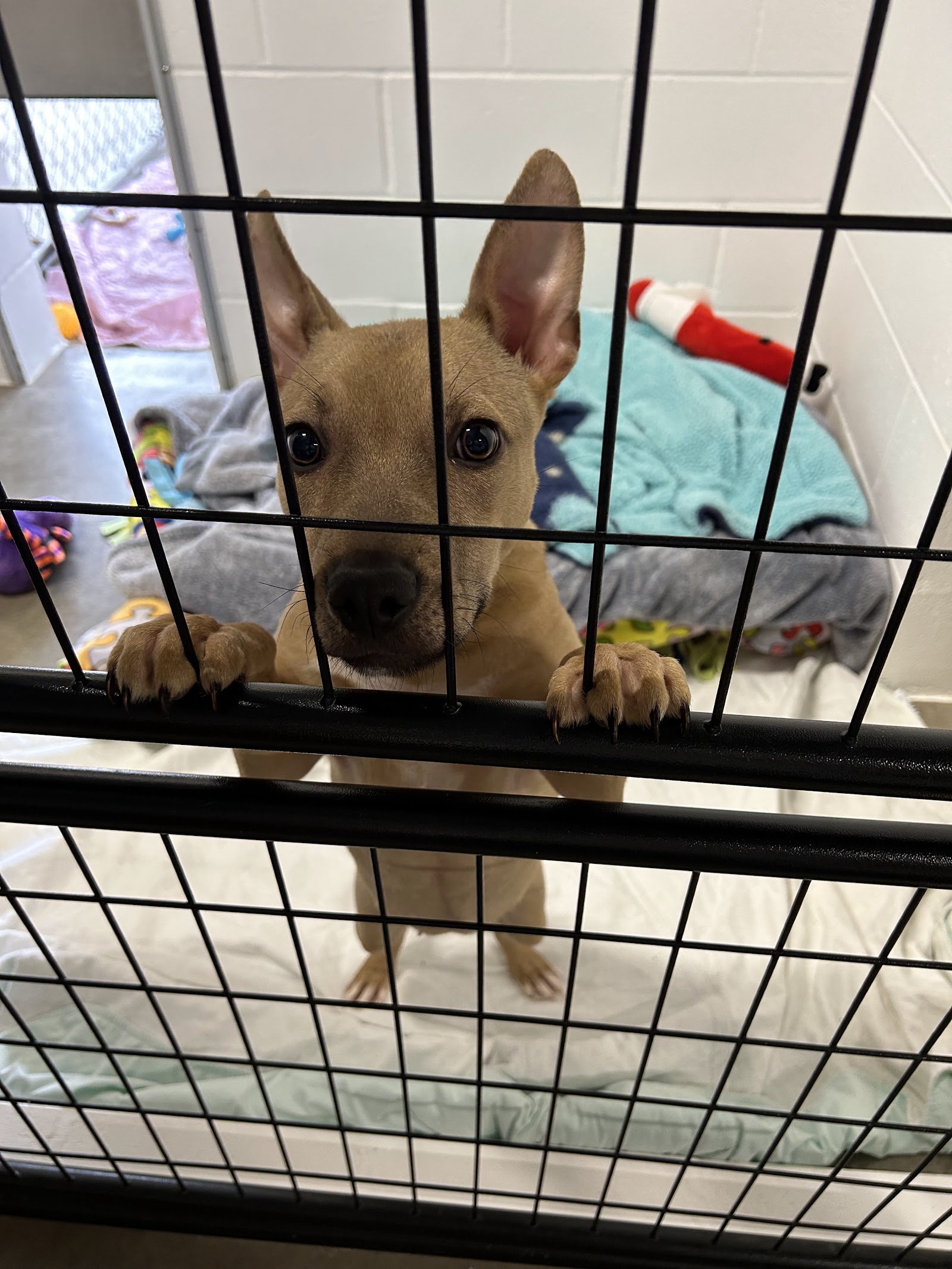 Mostly Mutts Animal Rescue