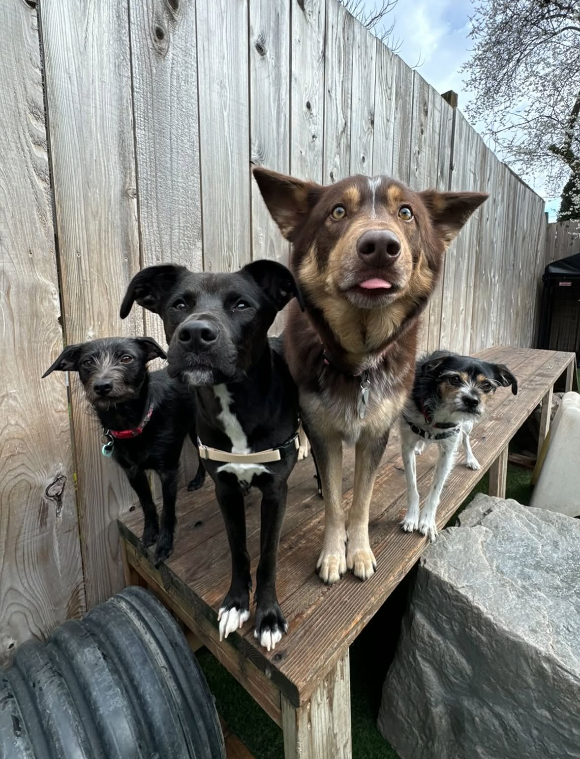 Mother Pupper - Alberta