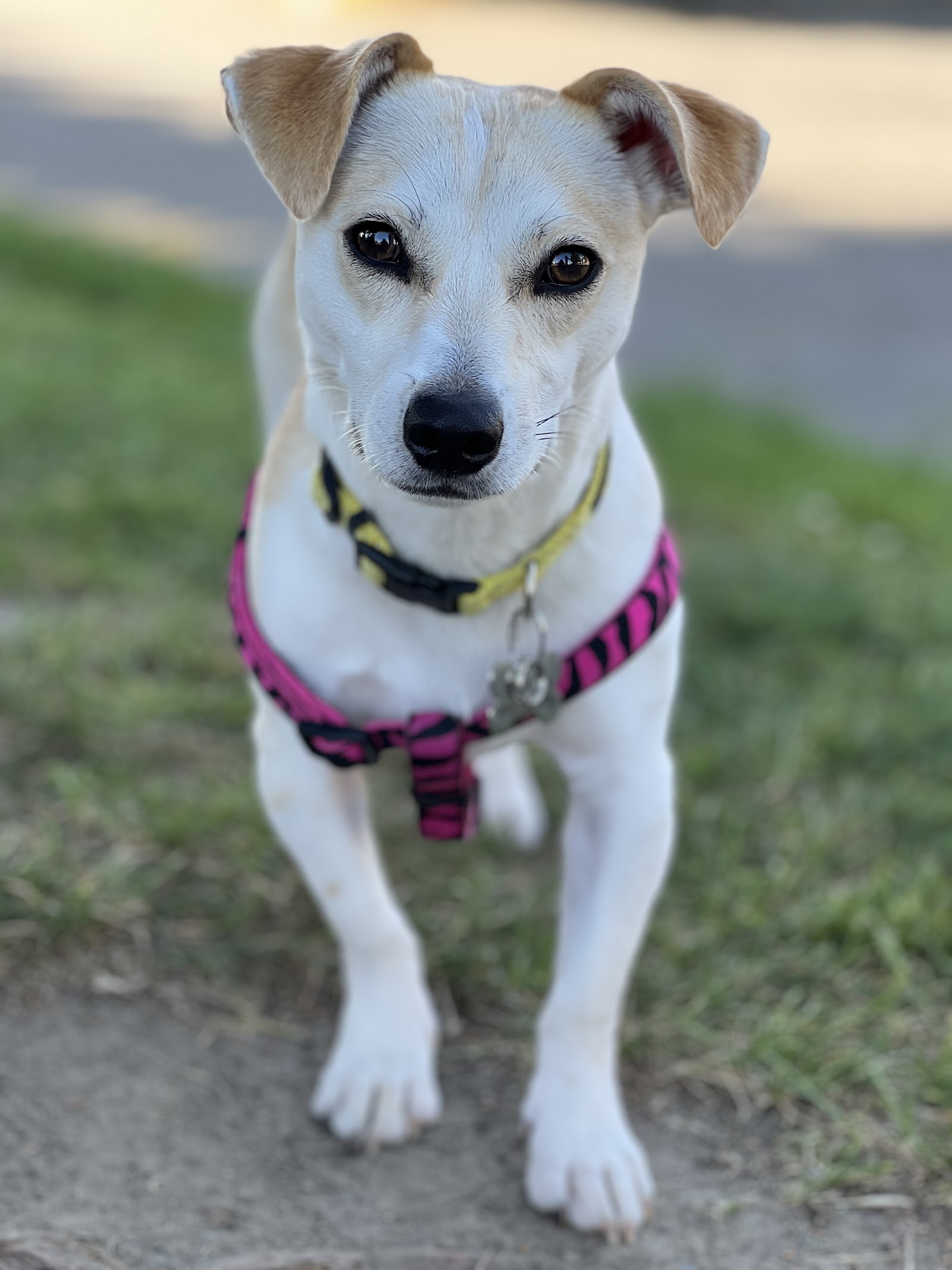 Motley Zoo Animal Rescue