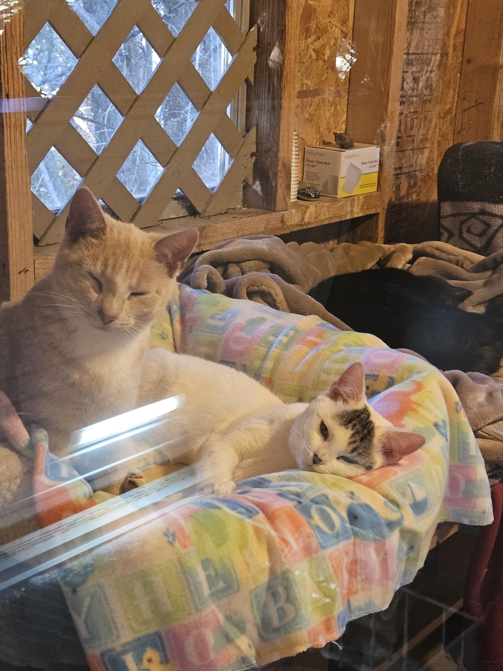 Mountain Pet Rescue Asheville