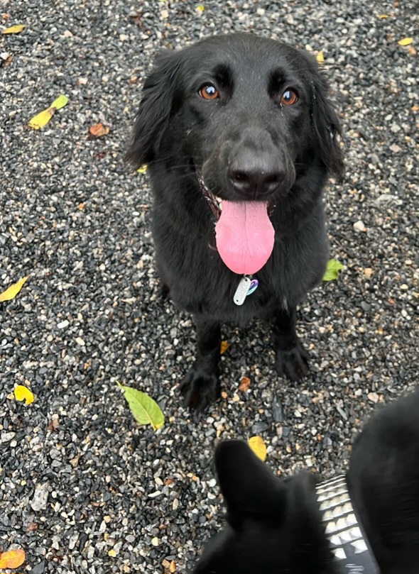 Mountain View Dog Retreat