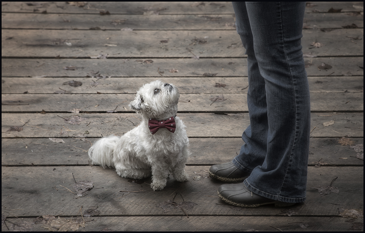 Mr. Dog Training