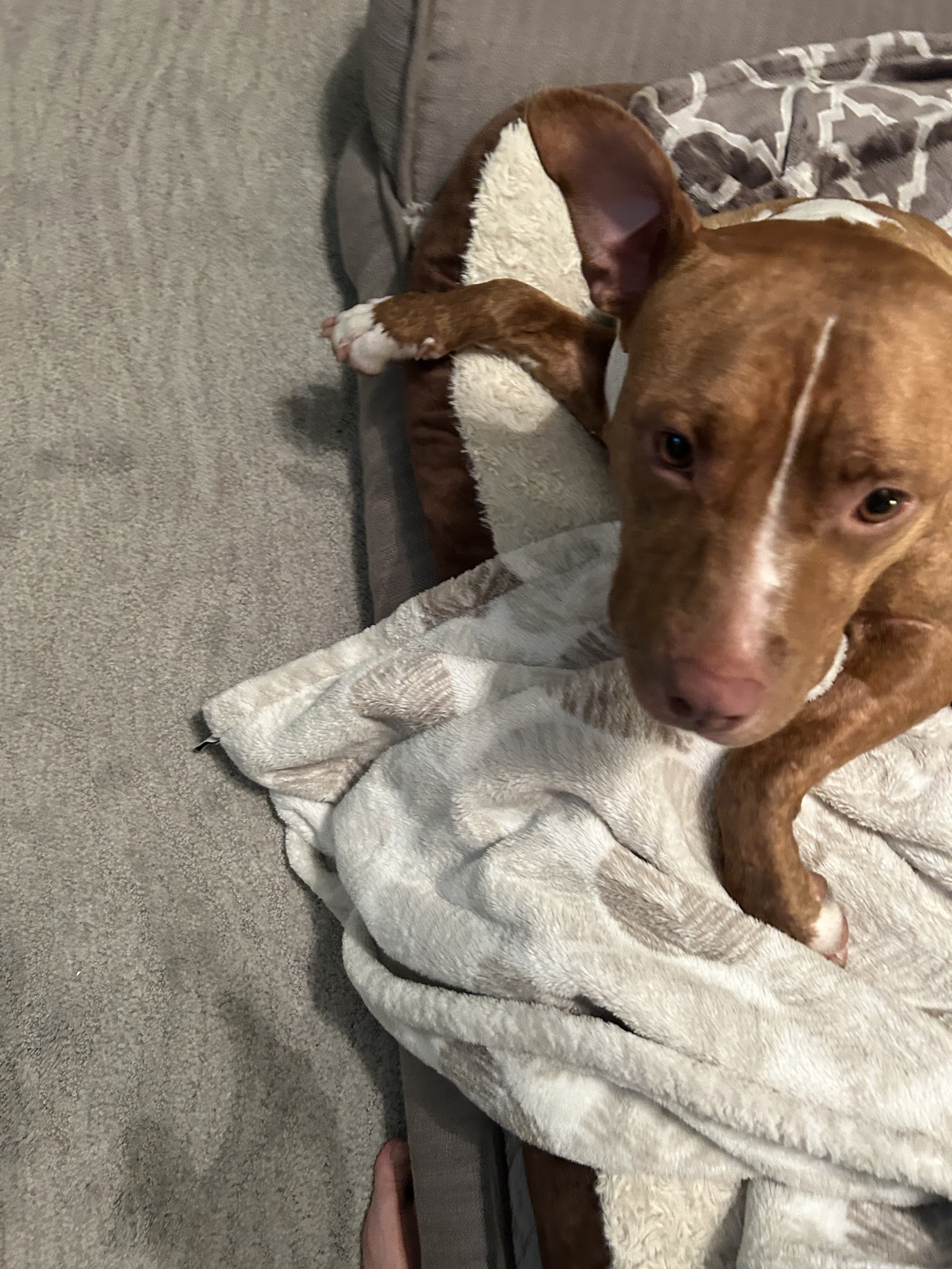 Multnomah County Animal Services Adoption Center