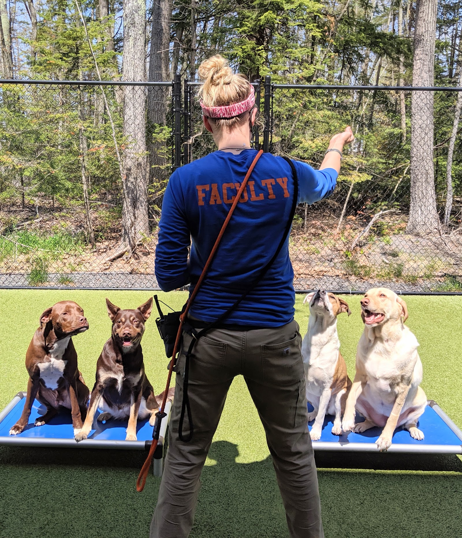 Mutty Paws Academy