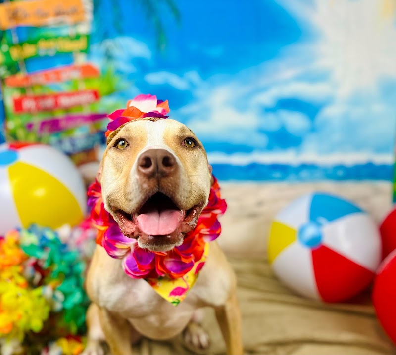 My Love Fur Paws Pet Resort photo 2