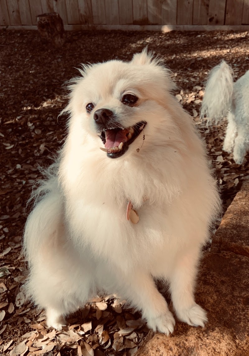 My Love Fur Paws Pet Resort photo 3