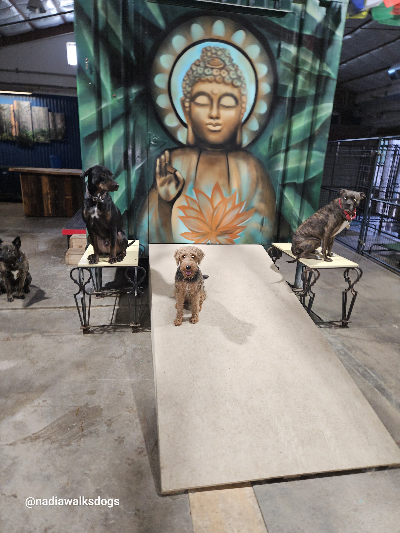 Nadia's Dog Nanny Services LLC