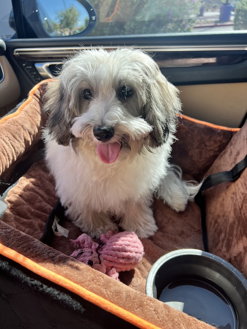 Nevada Puppy Store photo 2