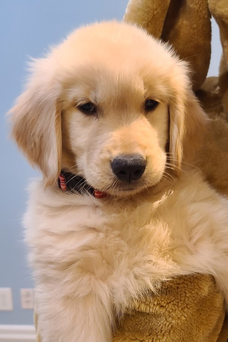 Nevada Puppy Store photo 3