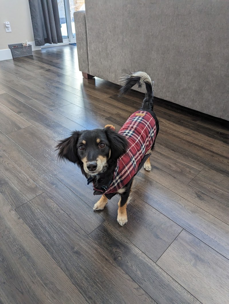 Niki the Dog Trainer, LLC photo 2