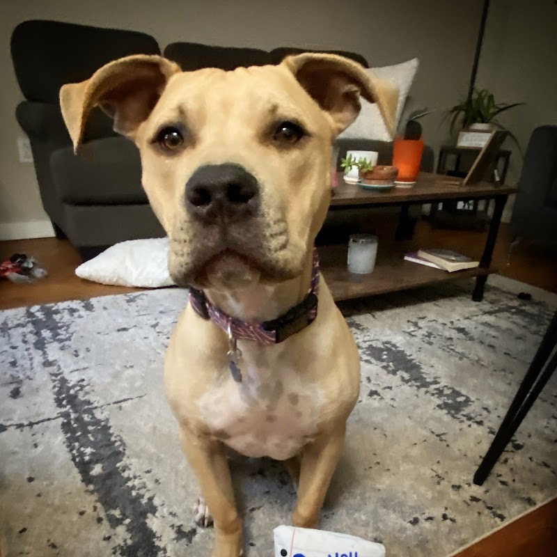 Niki the Dog Trainer, LLC photo 3