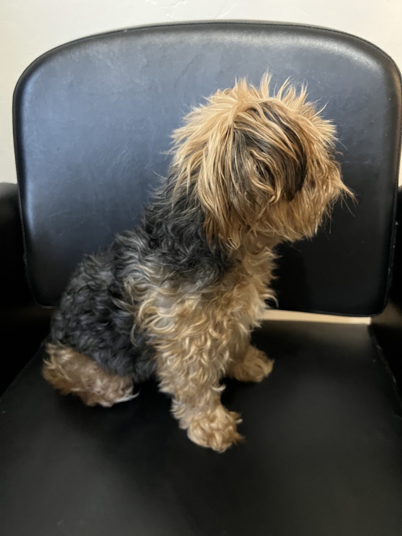 Nina’s Pet Spa & Grooming