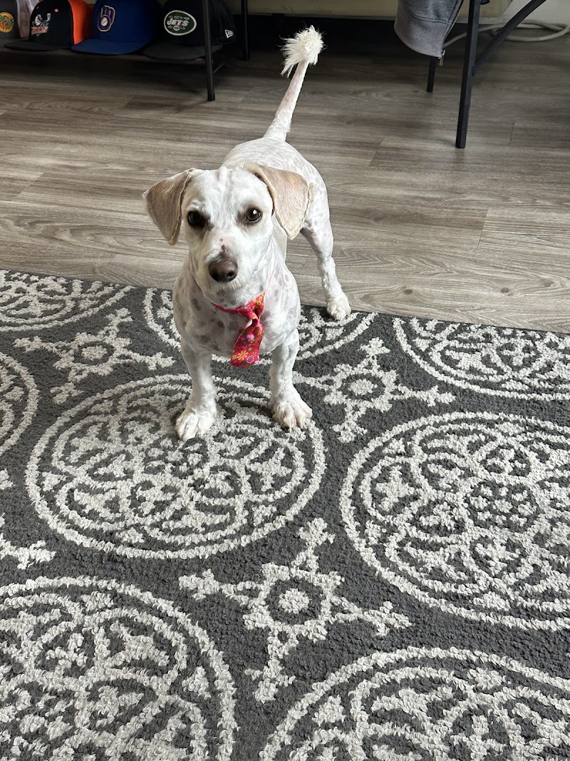 Nina’s Pet Spa & Grooming photo 2