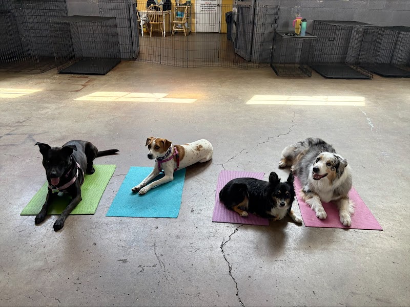 Noble Beast Dog Training