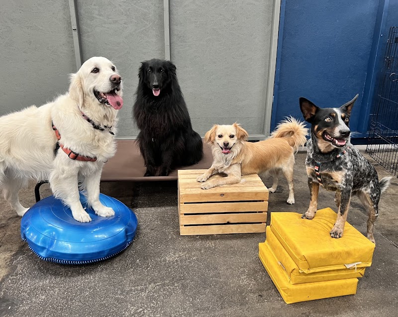 Noble Beast Dog Training photo 2