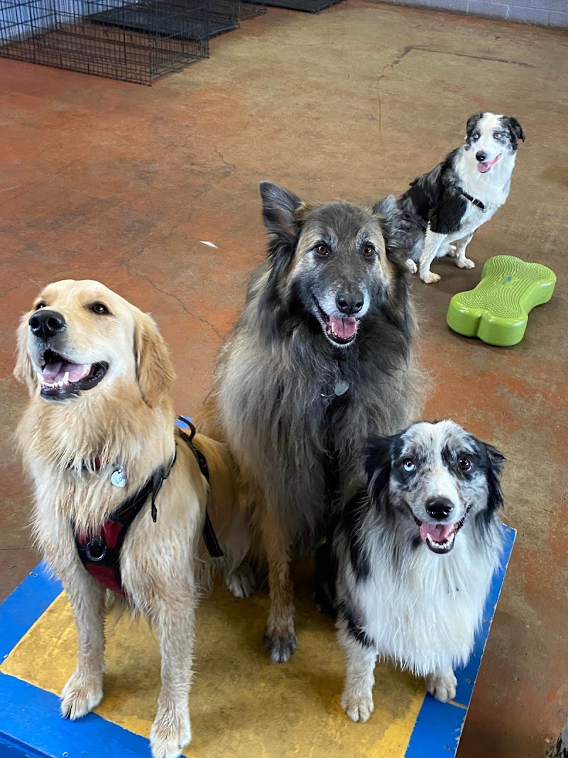 Noble Beast Dog Training photo 3