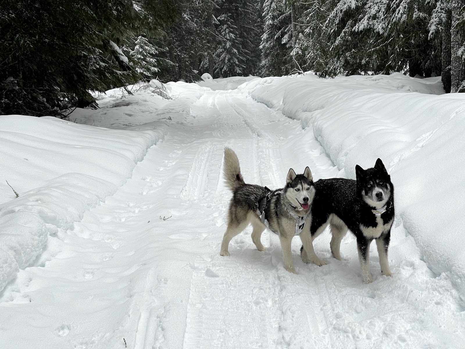 Noble Woof Dog Training PDX
