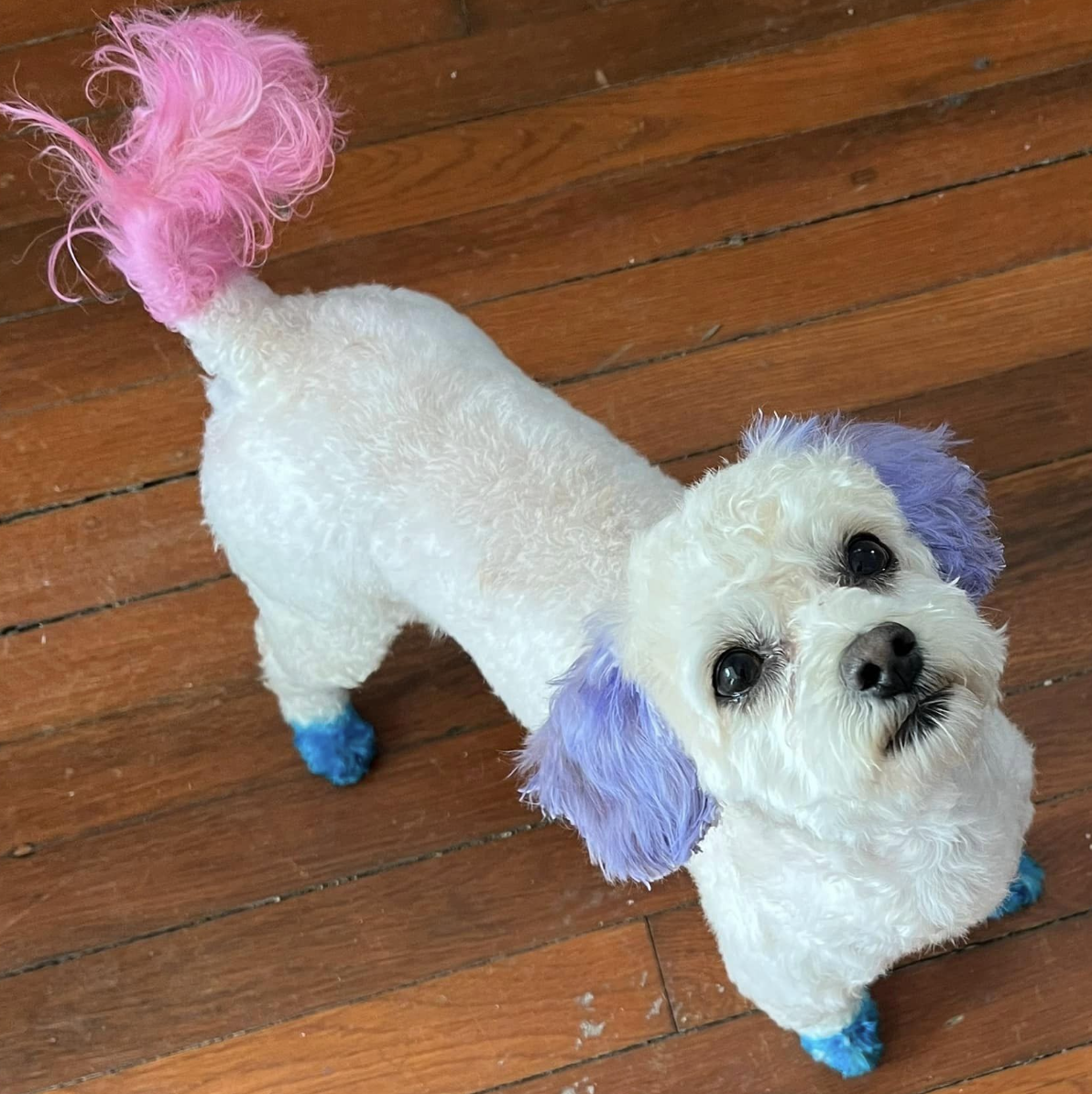 NOMA Pet Services & Takoma Mobile Grooming