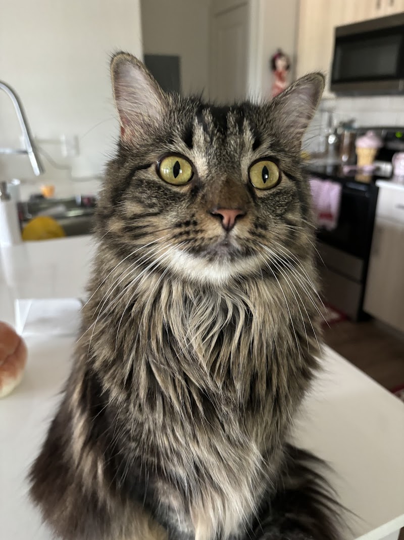 North Lamar Veterinary Clinic