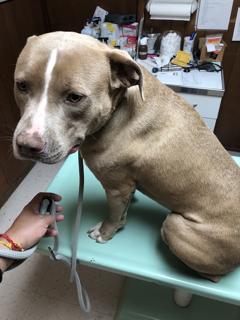 North Lamar Veterinary Clinic photo 2