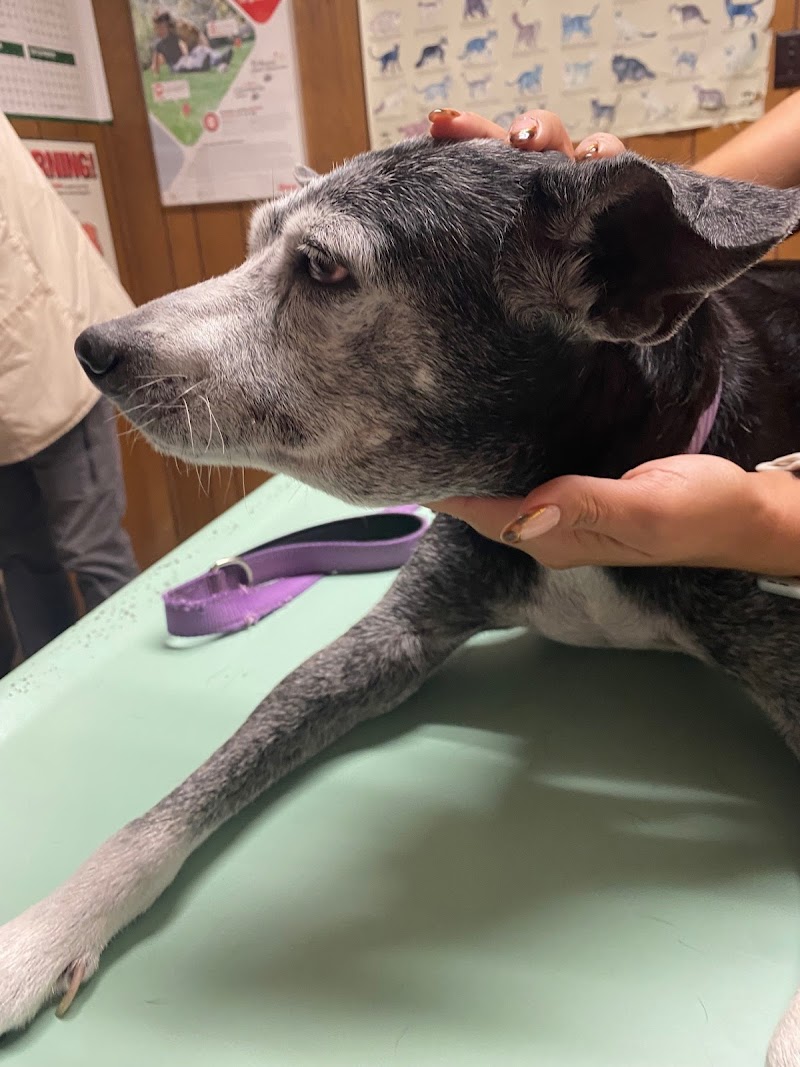 North Lamar Veterinary Clinic photo 3