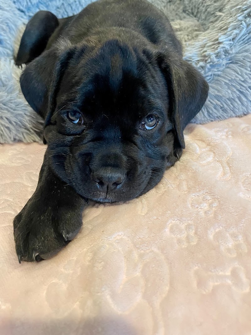 North Paws Ranch photo 2