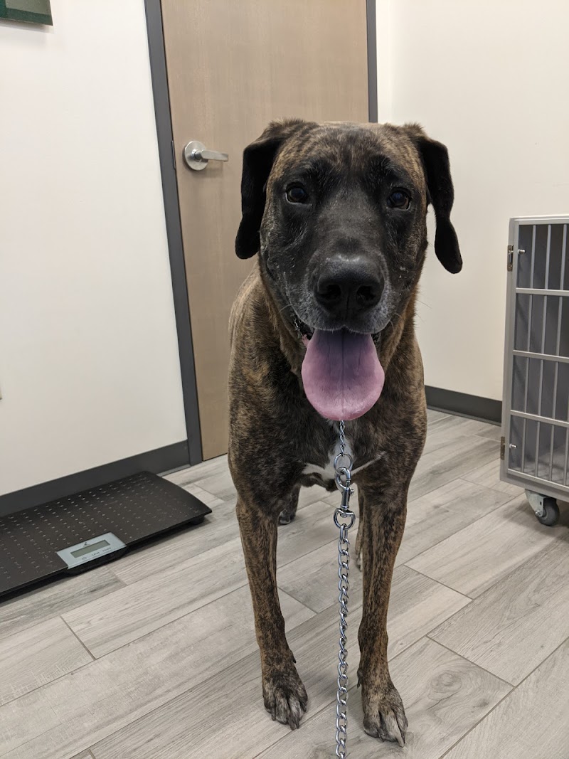 Northfield Veterinary Hospital