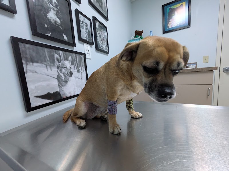 Northside Emergency Pet Clinic photo 3