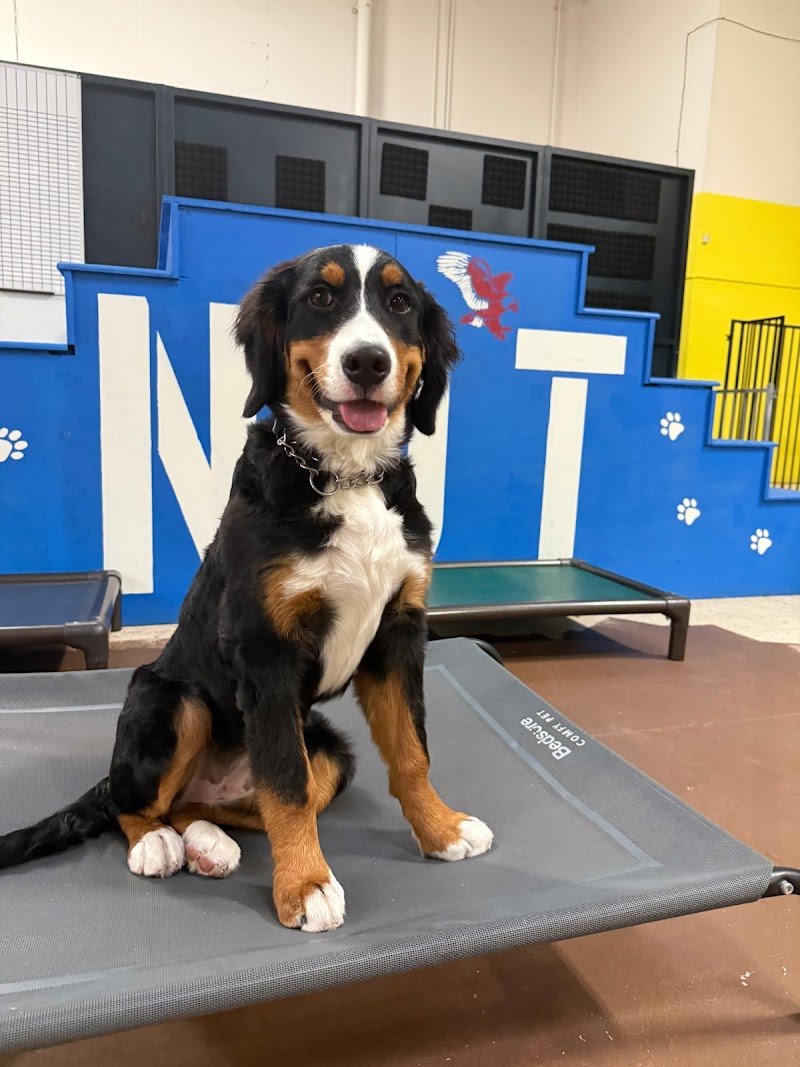 Norton Dog Training photo 2