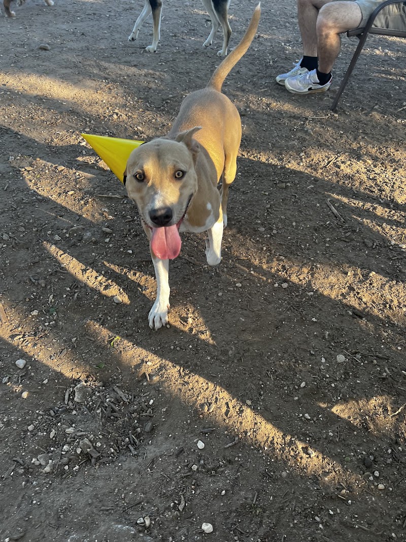 Norwood Estate Dog Park on E. Riverside photo 2
