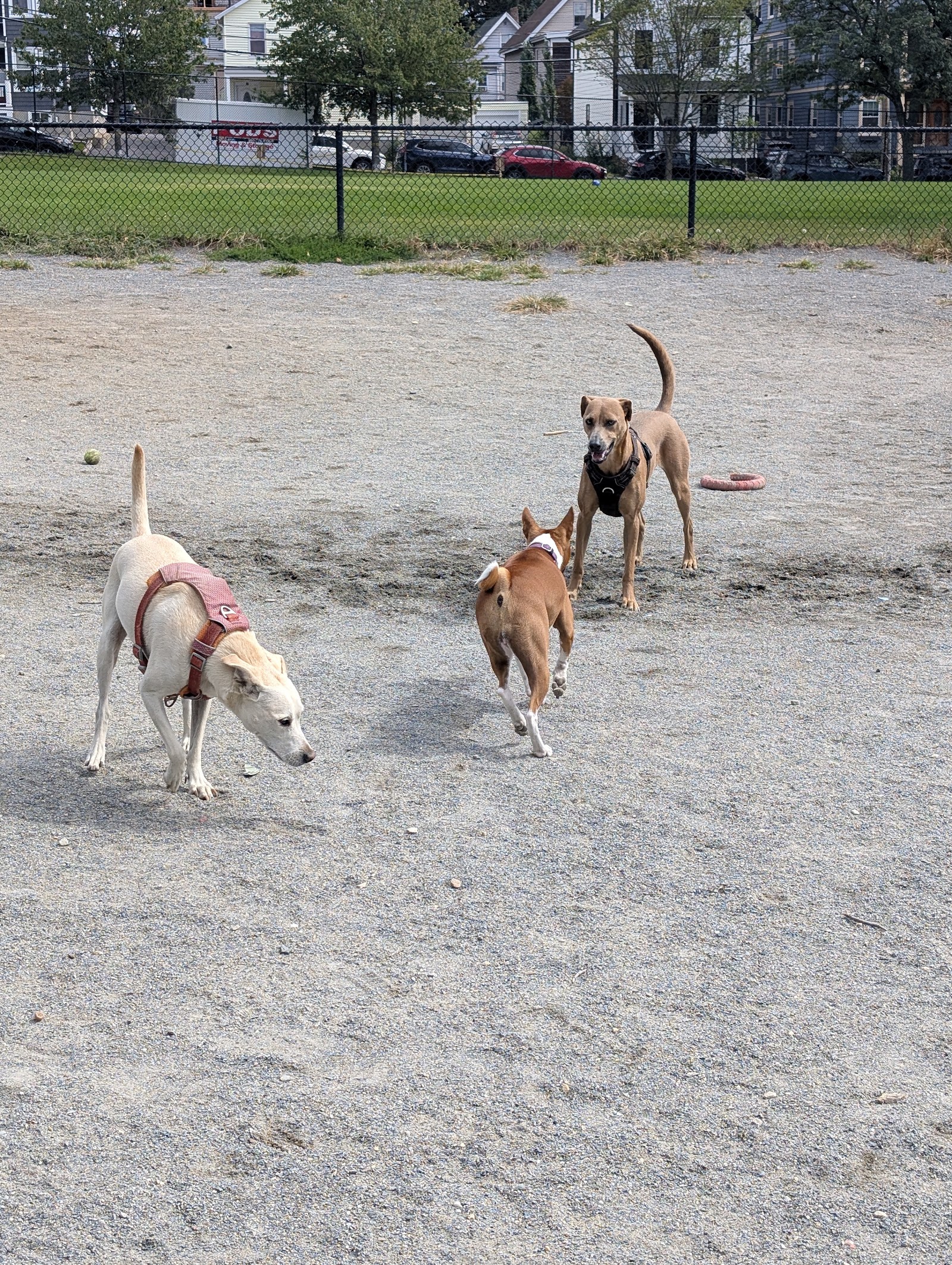 Nunziato Dog Park