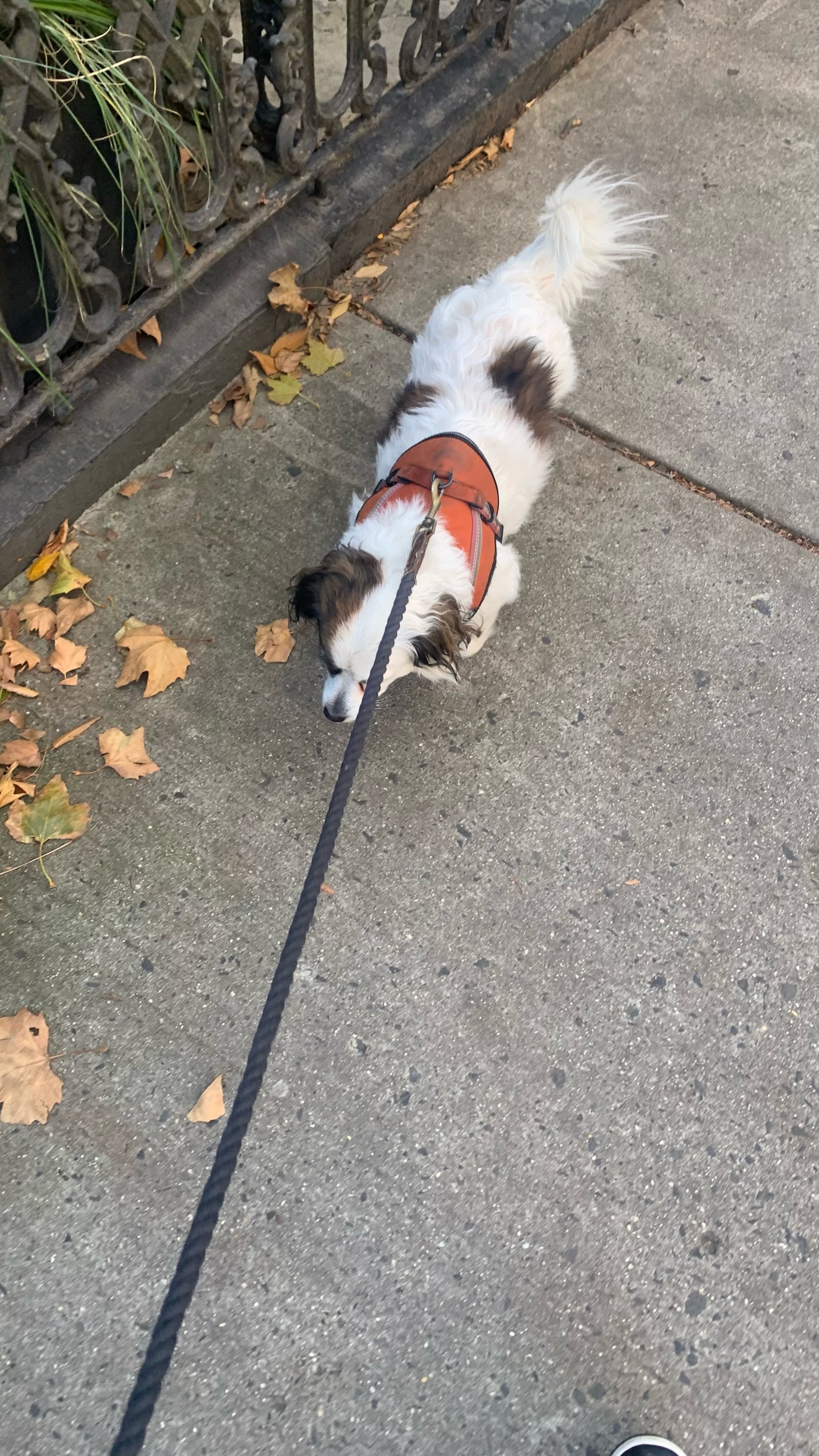 NYC Family Dog Walker
