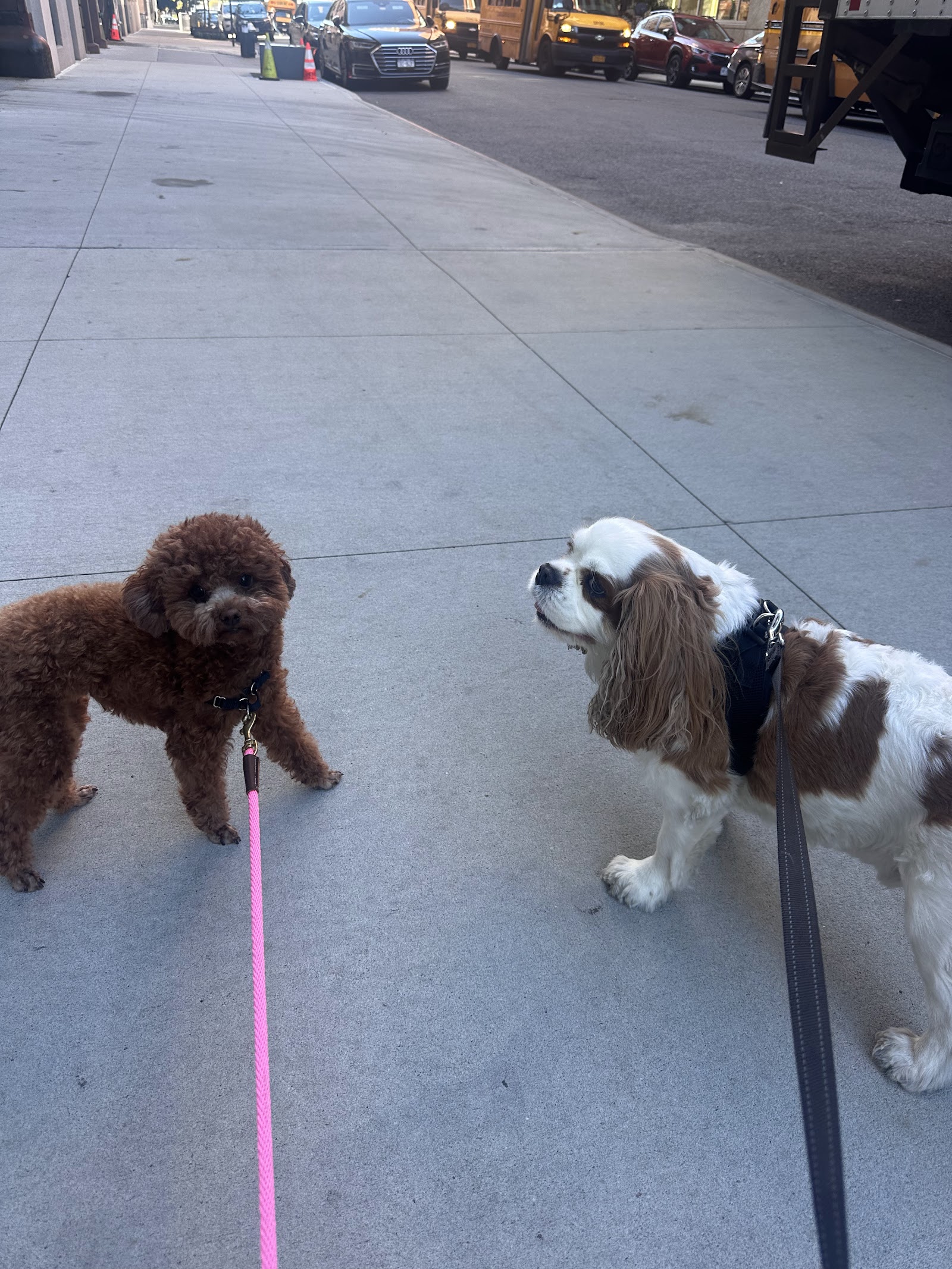 NYCDOGCO By Citipets