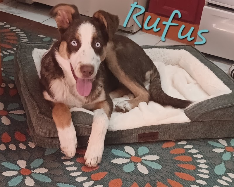 Nye County Animal Shelter