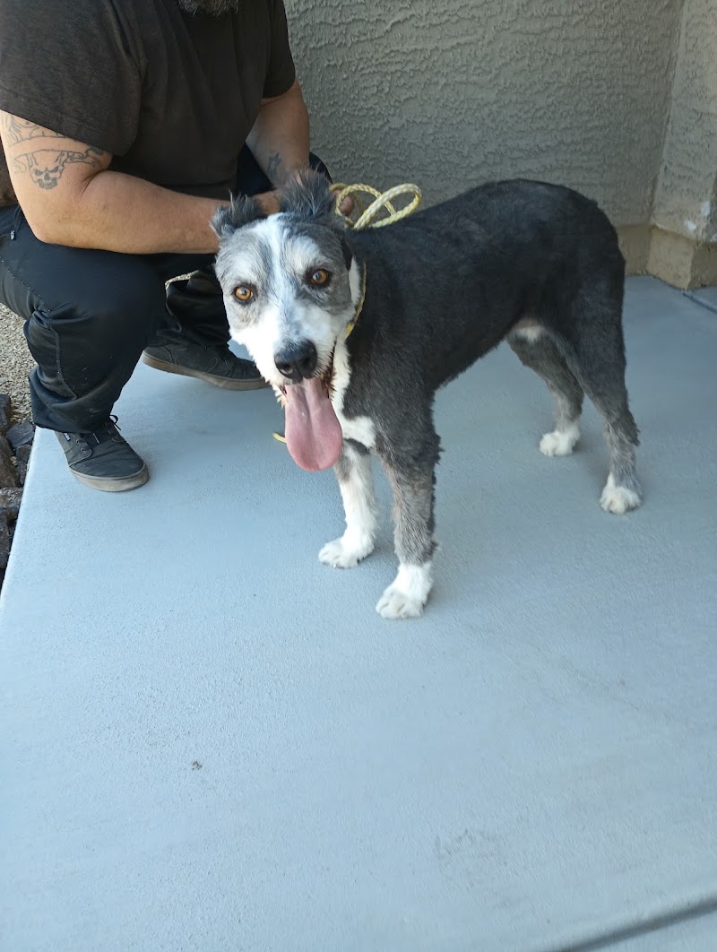 Nye County Animal Shelter photo 2