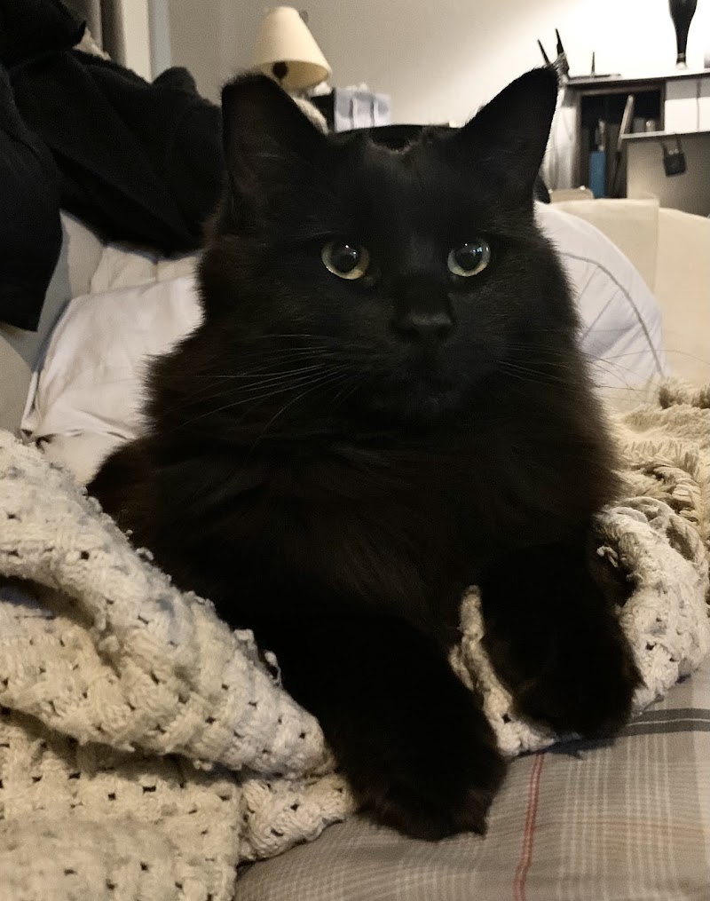 Nye County Animal Shelter photo 3