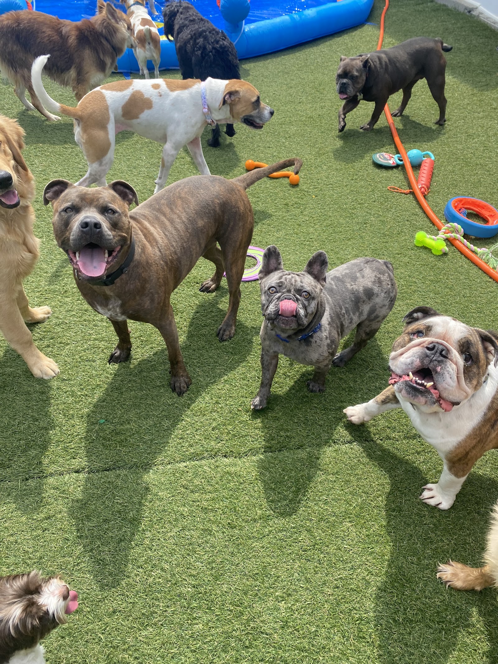 Oceanview Kennels
