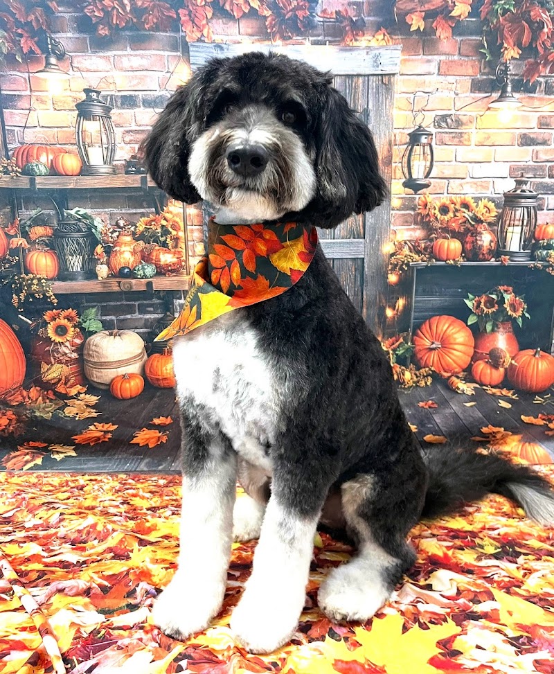 Odie's Grooming photo 2