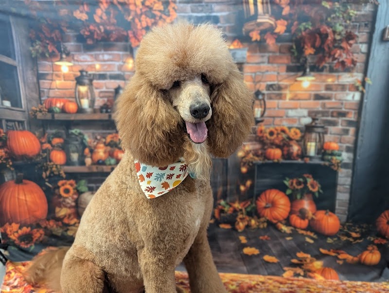 Odie's Grooming photo 3