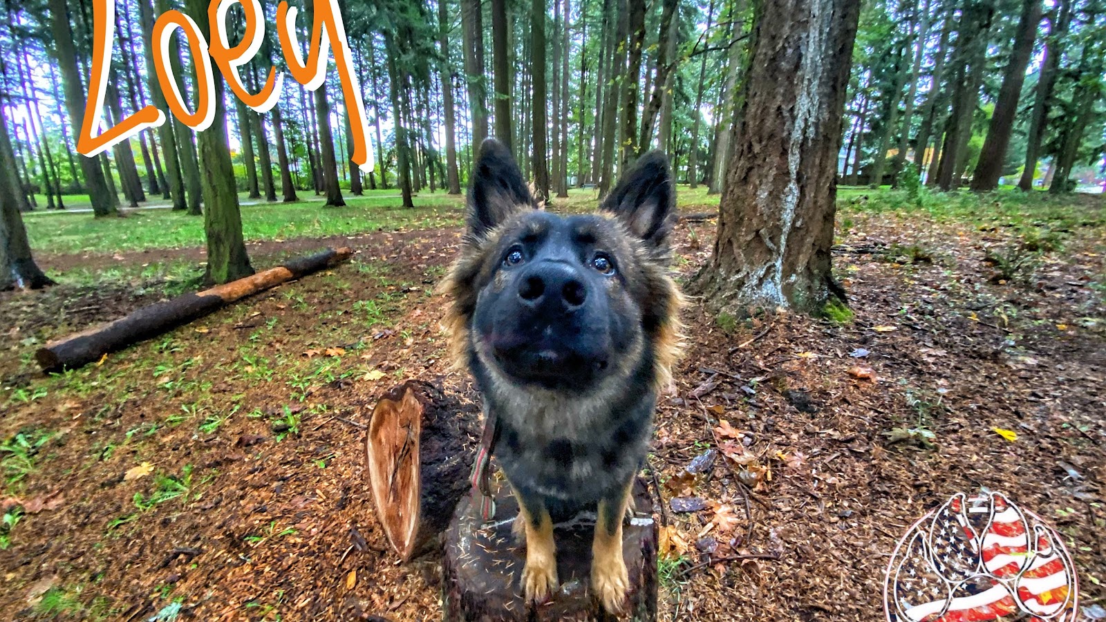 Off Leash K9 Training LLC